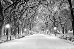 The Mall in Central Park, NYC, during a snow storm, early in the morning.