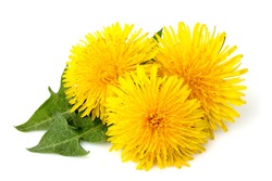 Dandelions flowers with dandelion leaf isolated on white background.