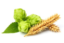 Green hops, ears of barley and wheat grain.Isolated closeup on white background.