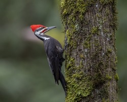 male pileated woodpecker perching  in mossy tree