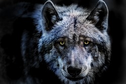 a portrait of a dangerous wolf