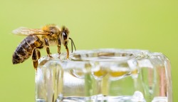 A bee drinks sugar solution at a feeding site. Concept honeybees.