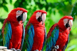 The beautiful birds Greenwinged Macaw.