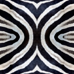 Background and Texture from Pattern of Zebra skin