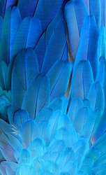 Blue and Gold Macaw feathers.