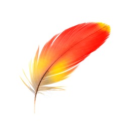 Bird, Scarlet Macaw feathers
