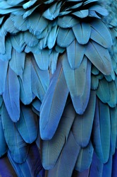 Bird, Blue and Gold Macaw feathers.