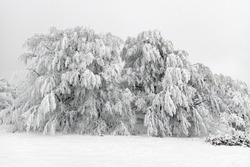 Snow covered tree, Heavy wet snow on trees branches, deferomed, snowfall damage