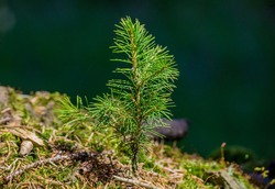Small young green spruce pine tree plant needle stump forest woods moss background