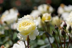 Light yellow rose flowers are in bloom in the rose garden.
The name of this rose is Lemon