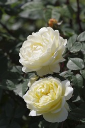 Light yellow rose flowers are in bloom in the rose garden.
The name of this rose is Lemon