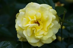 Yellow rose flower is in bloom in the rose garden.
The variety name of the rose is Kogane.