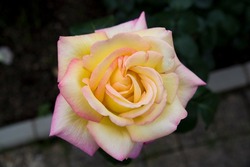 Yellow rose flower is in bloom in the rose garden.
The variety name of the rose is Peace.