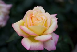 Yellow rose flower is in bloom in the rose garden.
The name of this rose is Peace.