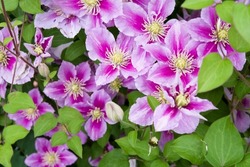 Pink clematis flowers are in bloom in the park.
The name of this clematis is Piilu.
Scientific name is Clematis.
