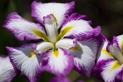 The name of this iris is Chouseiden.
Scientific name is Iris ensata var. ensata.