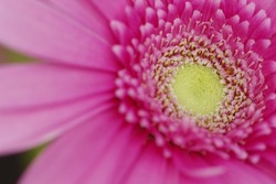 It is a close-up photograph of a gerbera flower.　The name of this flower is Gerbera.