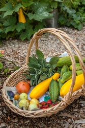 Issaquah, Washington State, USA. Basket of freshly harvested produce, including lemon and green cucumbers, yellow summer squash, strawberries and tomatoes.