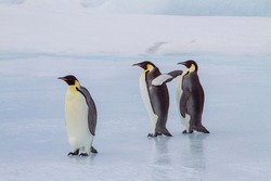 Antarctica, Snow Hill. A group of emperor penguins walk across the ice on the way to the sea.