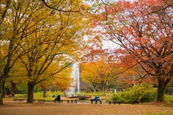 People out enjoying nature in Fall at Yoyogi Park, Shibuya, Tokyo, Japan