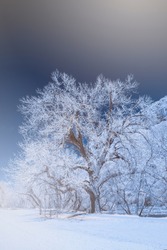 Wintery scene, Fort Collins, Colorado