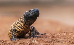 Gila monster Available To License.