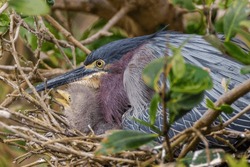 Green heron nesting, South Padre Island, Texas