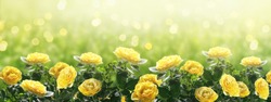 Mysterious spring or summer bright background with blooming fantasy yellow roses flowers blossom and glowing sparkle bokeh