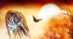 Tiger and fantasy sunset in jungles with butterfly and palm tree. Wildlife background and beautiful panthera tigris, spectacular warm sun light, dramatic red cloudy sky. Portrait of pride wild animal.