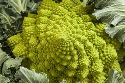 Romanesco broccoli. Roman cauliflower. Romanesque cauliflower with his leaves. Fractal design