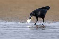 Crow hunting fish in water