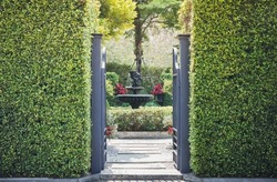 The iron gate is covered with green plants.Garden design with a green bush fence hedge.
