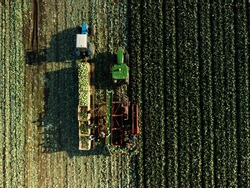 Cabbage harvest. Top view of the field of green cabbage. Autumn harvest. Agricultural farm view from above. Healthy food.
Harvester machine working in field. Combine harvester agriculture machine