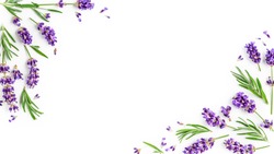 Lavender flowers and leaves creative frame on white background. Top view, flat lay. Floral composition and design. Healthy eating and alternative medicine concept