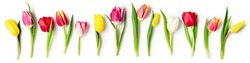 Tulip spring flowers with leaves collection isolated on white background. Floral banner composition with beautiful colorful tulips. Easter flowers concept. Flat lay, pattern