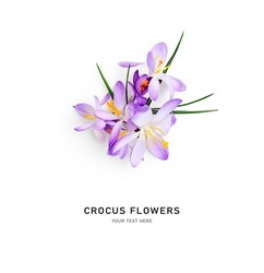 Crocus spring flowers. Floral arrangement with lilac crocuses on stem with leaves isolated on white background. Springtime themes. Top view, flat lay. Design element