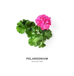 Geranium flowers and leaves isolated on white background. Pelargonium creative layout. Summer garden concept. Flat lay, top view. Design element 