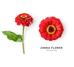 Zinnia flower creative layout. Red flowers with stem and leaves isolated on white background. Floral composition. Design element. Summer garden concept. Top view, flat lay 