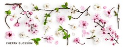 Cherry blossom. Pink sakura spring flowers and white cherry petals isolated on white background. Springtime concept. Creative banner. Flat lay, top view. Floral design element