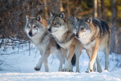 Three wolves marching together