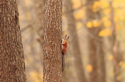 Autumn day, a fluffy, curious squirrel sits on a tree trunk and watches.