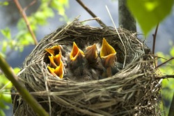 yellow open-mouthed birds in nest