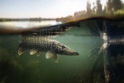 Fishing background. Underwater Pike predator.	
