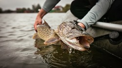 Fishing. Catch and release trophy Pike.