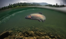 Rainbow trout underwater. Mountain fishing background.