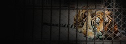 Banner of tiger in the cage