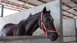 African horse sickness virus is pandemic in Thailand, Horses were then trapped in a stable to prevent infection