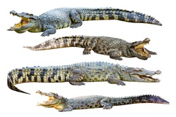Collection of freshwater crocodile isolated on white background.