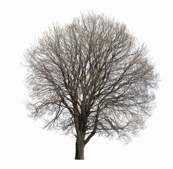  leafless tree isolated on white background