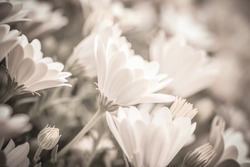 Sepia photo of beautiful fresh gentle daisy flowers, soft focus, spring time season